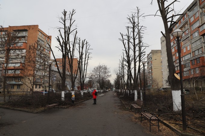 На улицах Владикавказа постепенно реализуются мероприятия по обновлению фонда зеленых насаждений. 