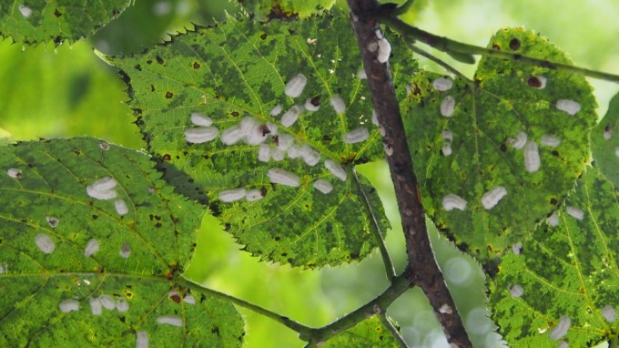 Заражённые листья деревьев, обнаруженные накануне специалистами в парке "Нартон", переданы на экспертизу. 
