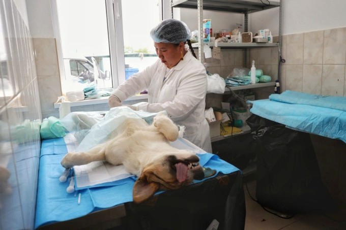 Во Владикавказе начался четвёртый масштабный этап массовой стерилизации безнадзорных животных 