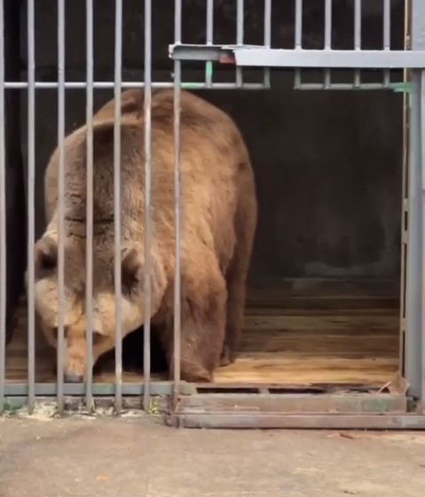В вольерах городского зоопарка  меняют напольное покрытие