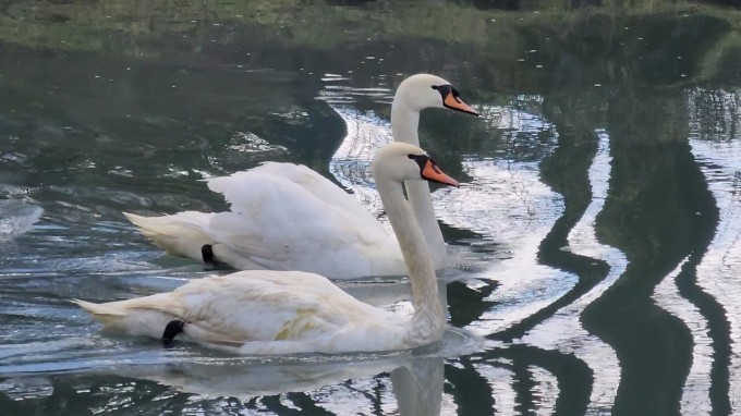 В Центральный парк культуры и отдыха Владикавказа вернулись лебеди.  
