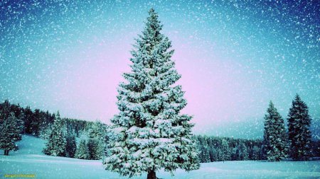 Владикавказ ищет главную новогоднюю ёлку