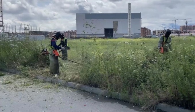 АМС г. Владикавказа в плановом порядке проводит покос амброзии