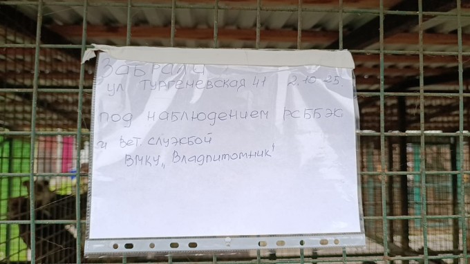 На территории квартала улиц Тургеневская, Калоева, Гончарова отловлена одна безнадзорная собака