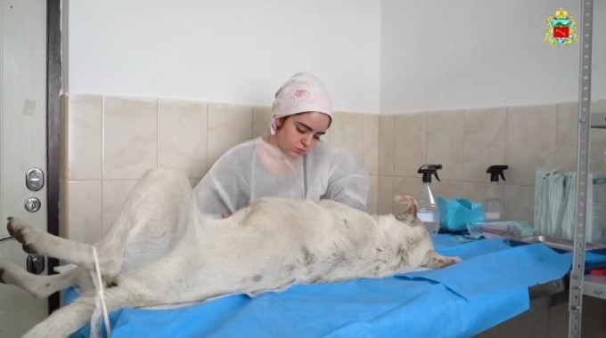 Во Владикавказе начался очередной этап массовой стерилизации безнадзорных животных. 