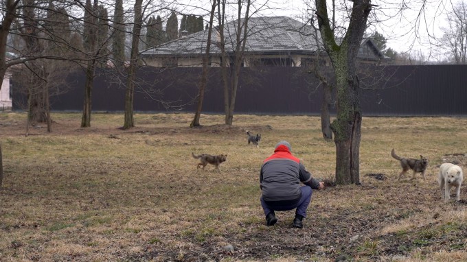 Человек собаке - друг?