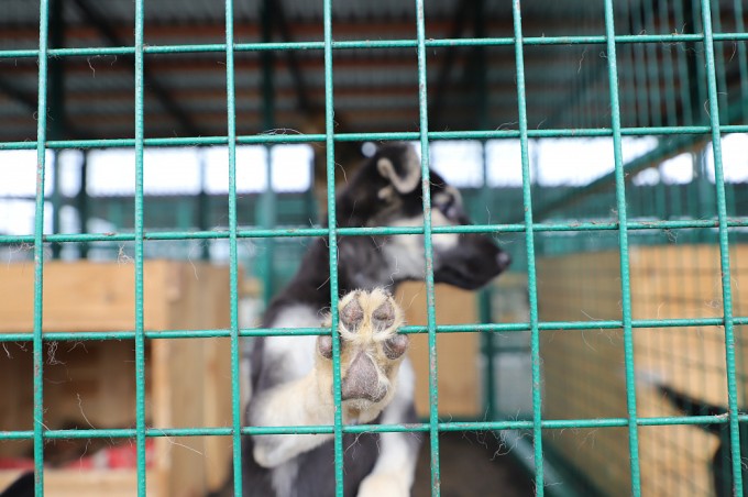 Бригады по отлову бездомных собак действуют в рамках федерального закона