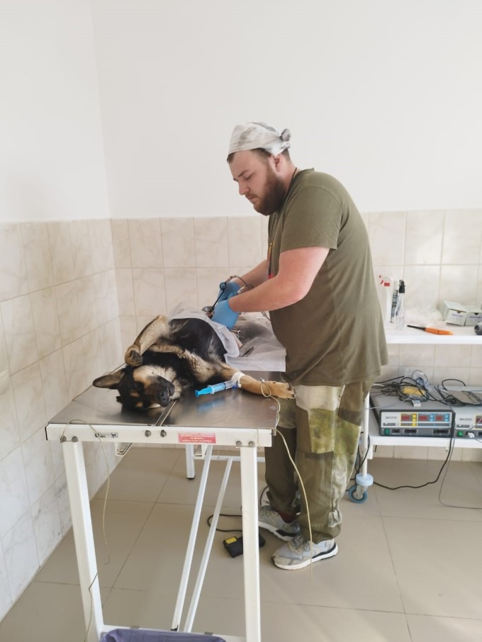 ВМКУ «Владпитомник» проводит по десять операций в сутки