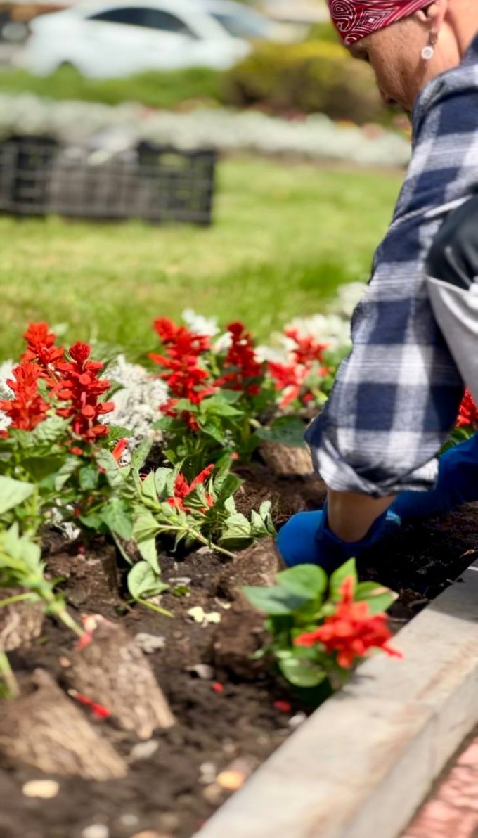 Во Владикавказе начались посадки цветущей рассады. 