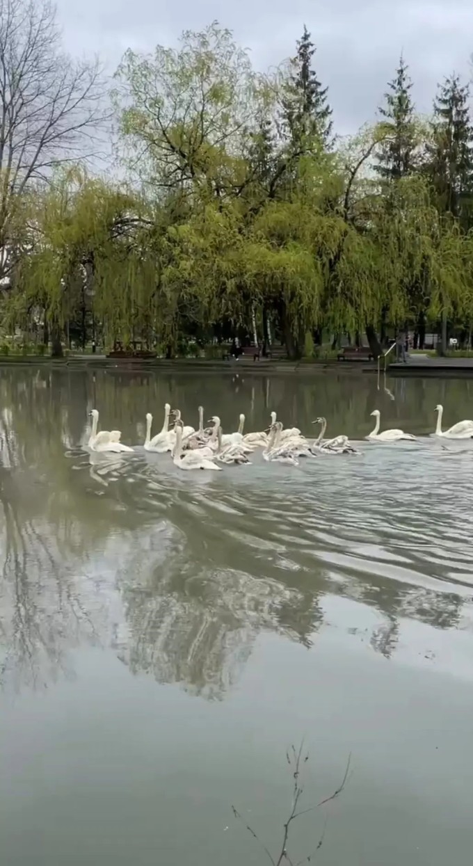 Лебеди и утки вернулись в пруды Центрального парка после зимовки